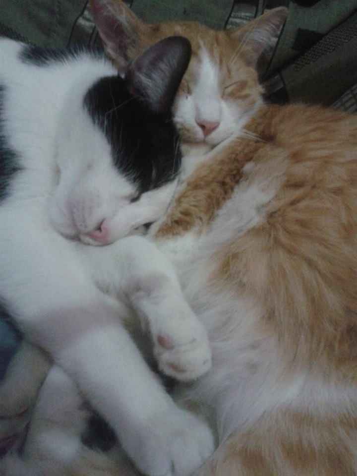 Gordo Louis y Richard Parker