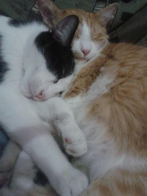 Gordo Louis y Richard Parker