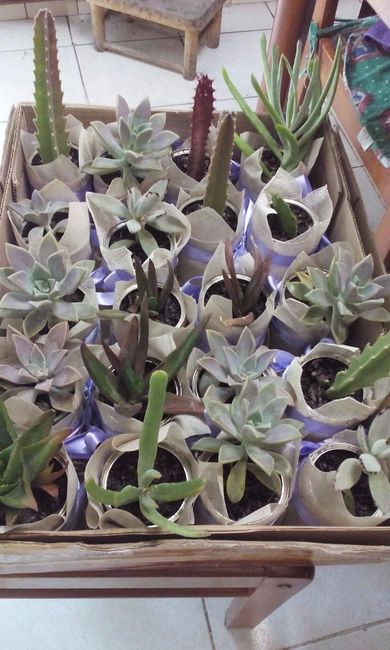 Plantitas para centros de mesa