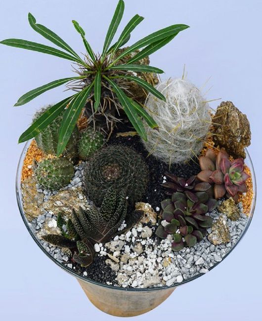 Centros de mesa en tu boda, llenos de vida campestre con Suculentas, cactus y más. 7