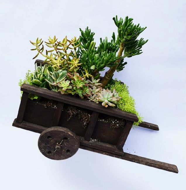 Centros de mesa en tu boda, llenos de vida campestre con Suculentas, cactus y más. 14