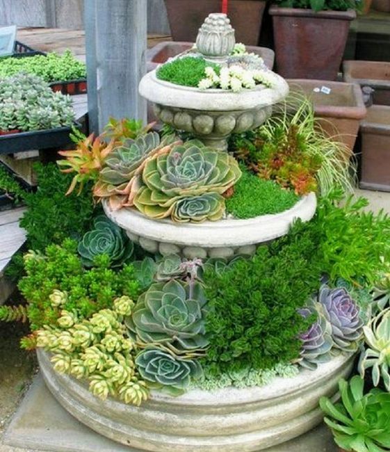 Centros de mesa en tu boda, llenos de vida campestre con Suculentas, cactus y más. 19