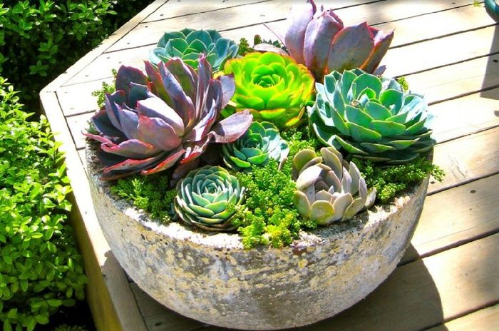 Centros de mesa en tu boda, llenos de vida campestre con Suculentas, cactus y más. 20