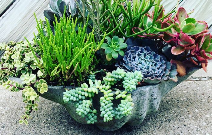 Centros de mesa en tu boda, llenos de vida campestre con Suculentas, cactus y más. 21