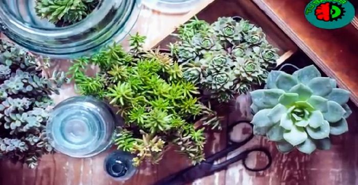 Hacer Un mini Jardín en Vidrio Tú misma con suculentas paso a paso  (diy) 6