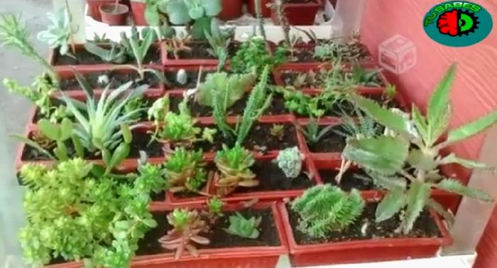 Hacer Un mini Jardín en Vidrio Tú misma con suculentas paso a paso  (diy) 7