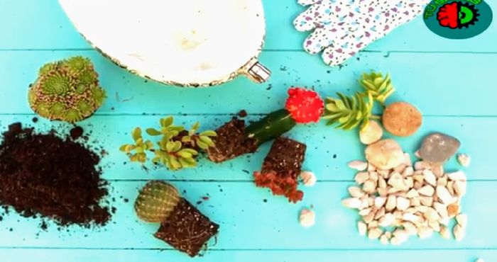 Hacer Un mini Jardín en Vidrio Tú misma con suculentas paso a paso  (diy) 8