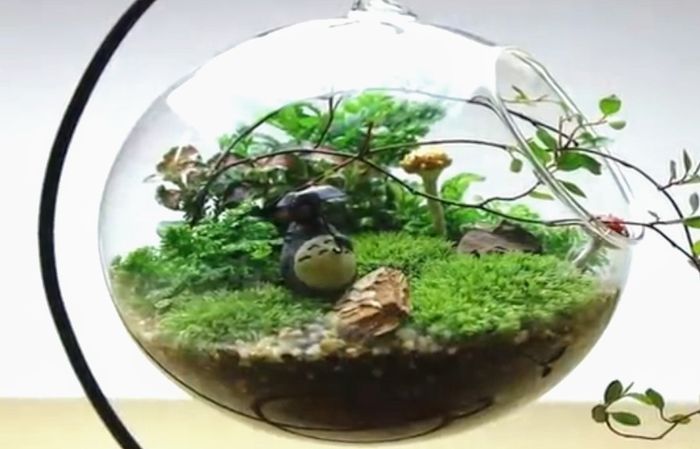 Hacer Un mini Jardín en Vidrio Tú misma con suculentas paso a paso  (diy) 16