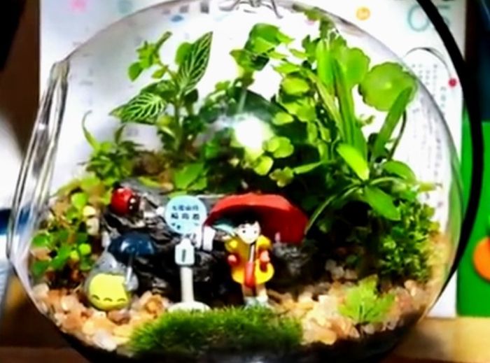 Hacer Un mini Jardín en Vidrio Tú misma con suculentas paso a paso  (diy) 19
