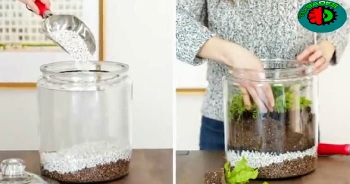 Hacer Un mini Jardín en Vidrio Tú misma con suculentas paso a paso  (diy) 26