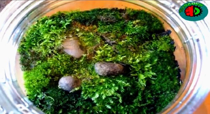 Hacer Un mini Jardín en Vidrio Tú misma con suculentas paso a paso  (diy) 29