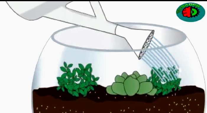 Hacer Un mini Jardín en Vidrio Tú misma con suculentas paso a paso  (diy) 40