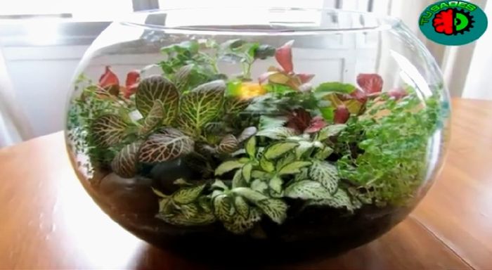 Rally Adornos de mesa en vidrio Cactus suculentas. 2