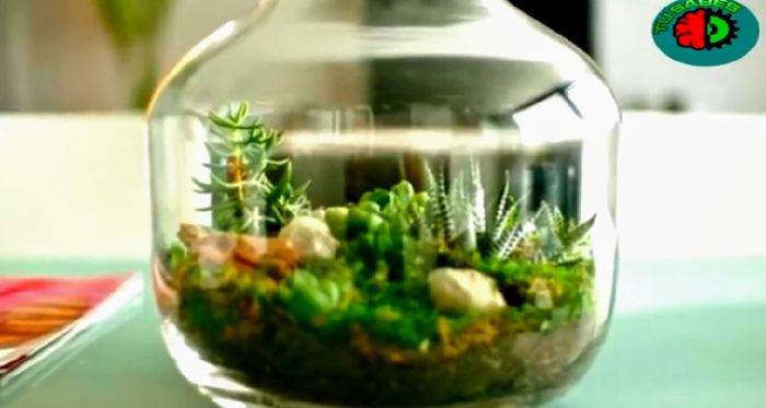 Rally Adornos de mesa en vidrio Cactus suculentas. 4