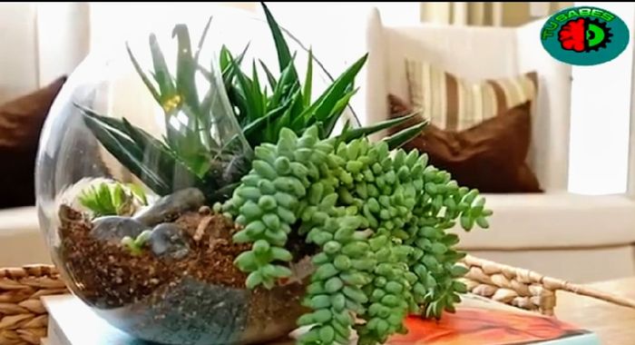 Rally Adornos de mesa en vidrio Cactus suculentas. 8