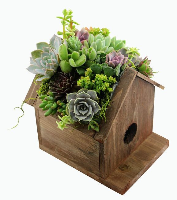 Centros de mesa en base de madera.cactus o suculentas. 2