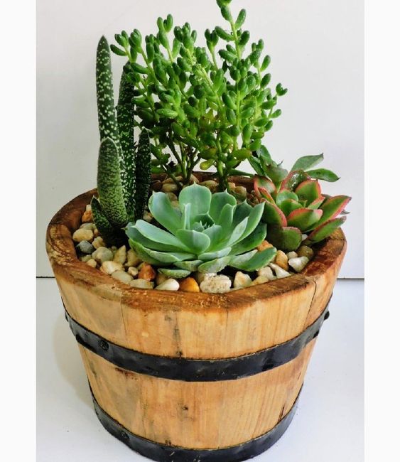 Centros de mesa en base de madera.cactus o suculentas. 3