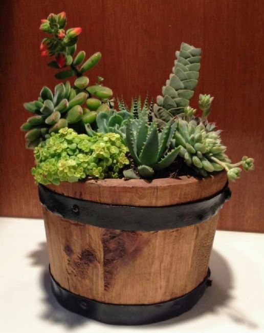 Centros de mesa en base de madera.cactus o suculentas. 4