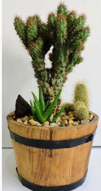 Centros de mesa en base de madera.cactus o suculentas. 5