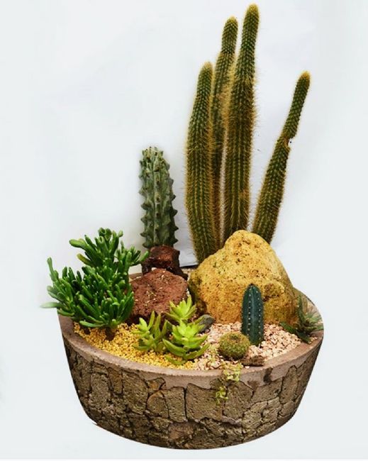 Centros de mesa en base de madera.cactus o suculentas. 6