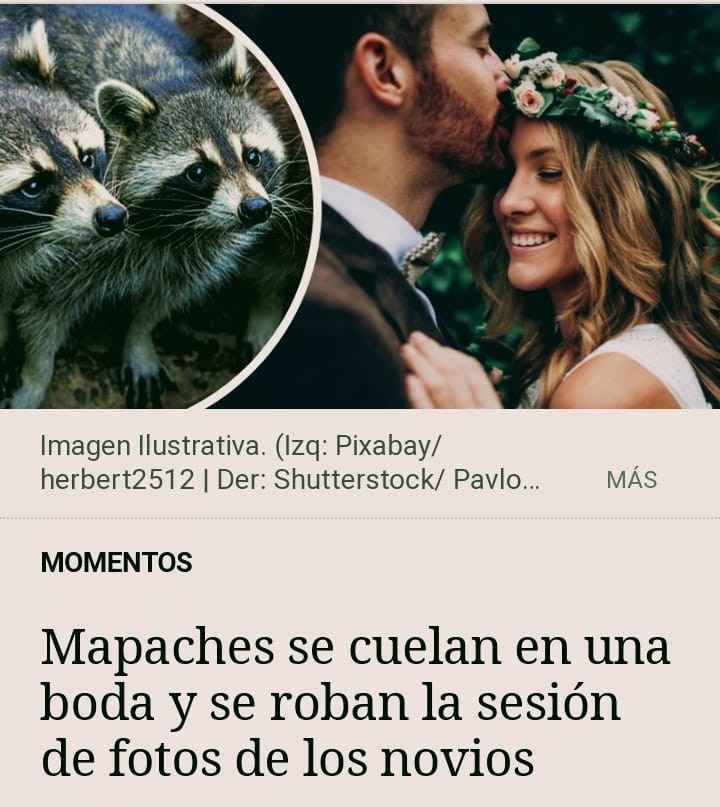 Mapaches 😂 se cuelan en sesión preboda🐾 - 1