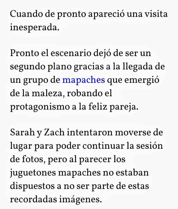 Mapaches 😂 se cuelan en sesión preboda🐾 - 6