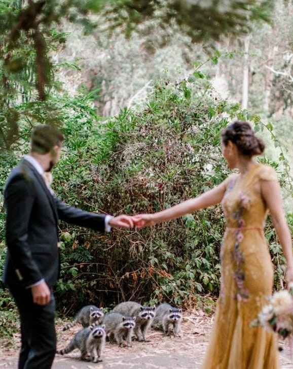 Mapaches 😂 se cuelan en sesión preboda🐾 - 7