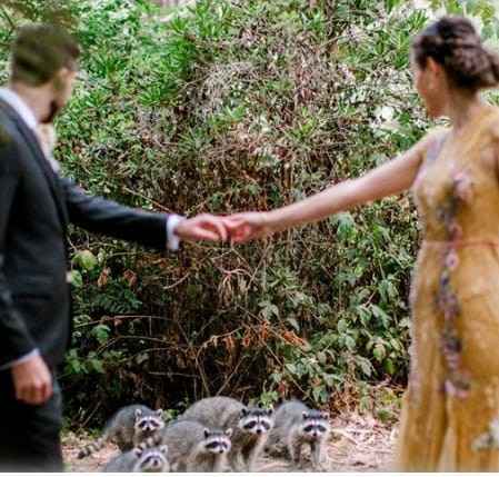 Mapaches 😂 se cuelan en sesión preboda🐾 - 12