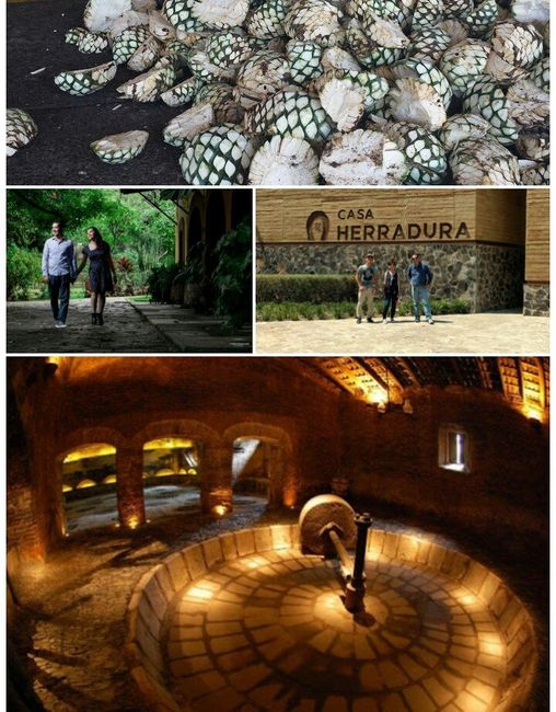 Luna de miel, visita a ciudades!a tequila, jalisco! - 35