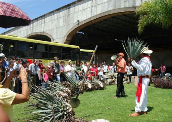 Luna de miel, visita a ciudades!a tequila, jalisco! - 38