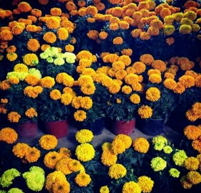 Despedida de Soltera Temática día de muertos catrina - 24