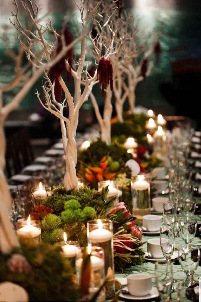 Musgo y ramas de manzanita - 1