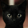 Fanny_Cat23