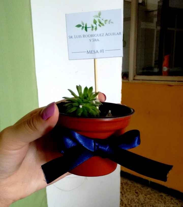 Plantita con su listón