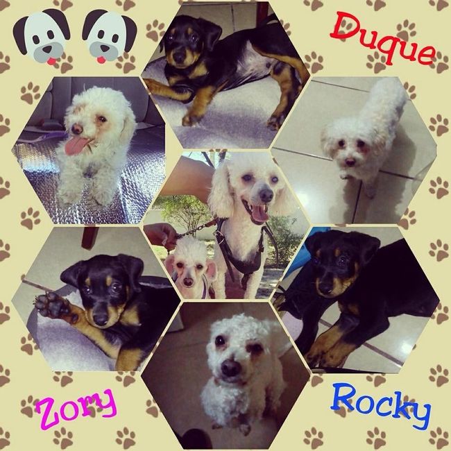 Mascotas para recien casados :) 5