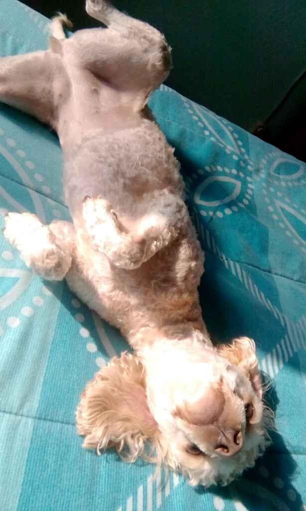 Presuman su foto... las mascotas!! - 1