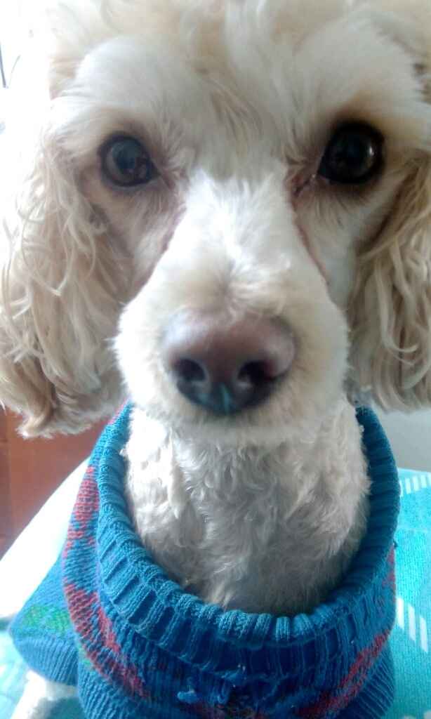 Presuman su foto... las mascotas!! - 1