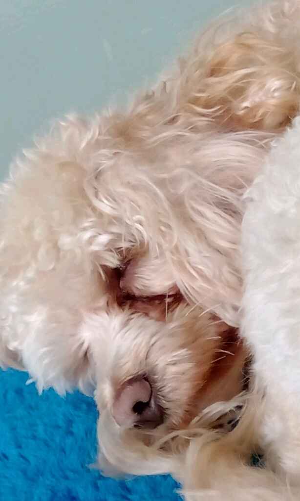 Presuman su foto... las mascotas!! - 1