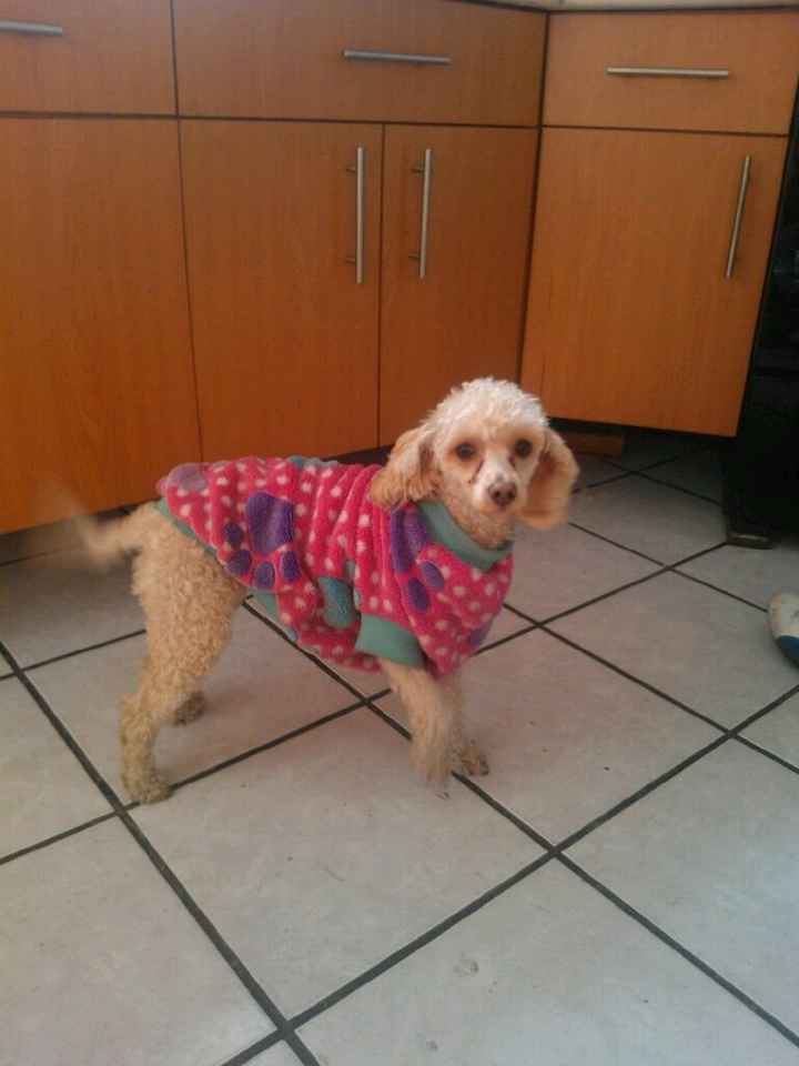 A falta de hijos perros !! ustedes tienen? - 1