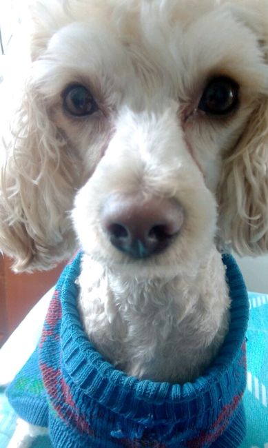 Presuman su foto... las mascotas!! - 2