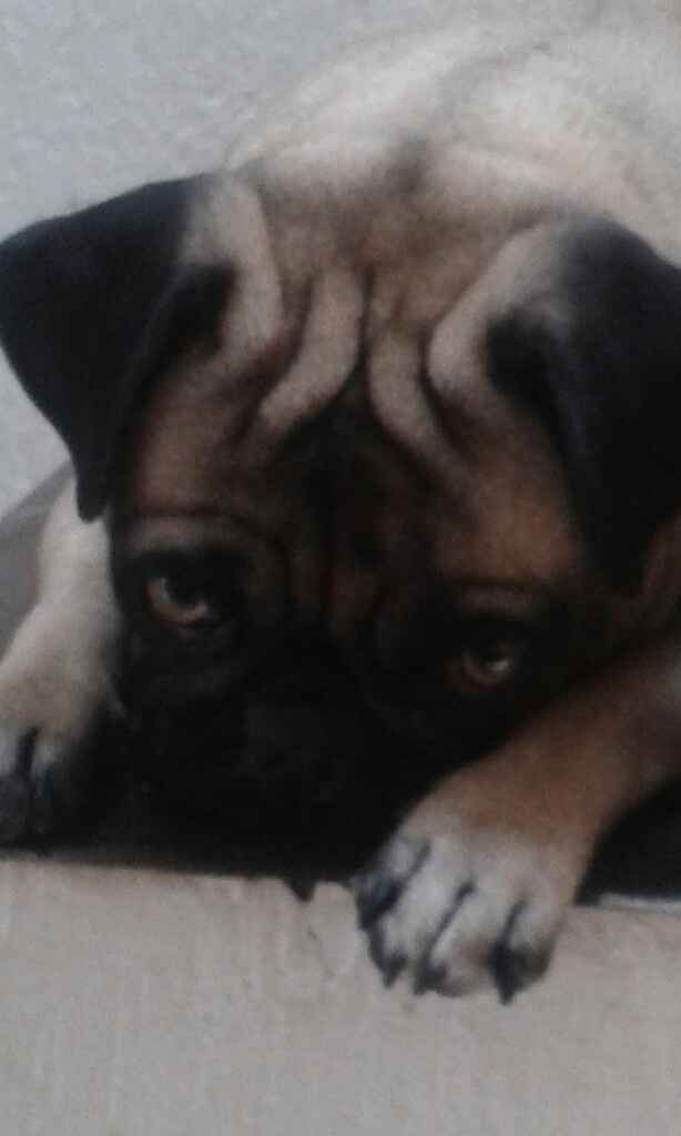 Tiempo de presumir a sus amigos peludos, quien tiene mascotas :d!! - 1