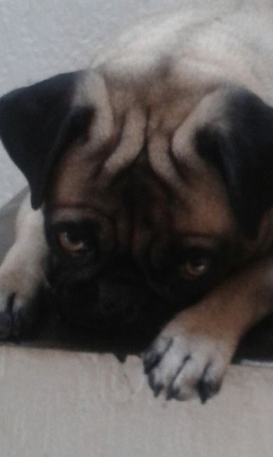 Tiempo de presumir a sus amigos peludos, quien tiene mascotas :d!! - 1