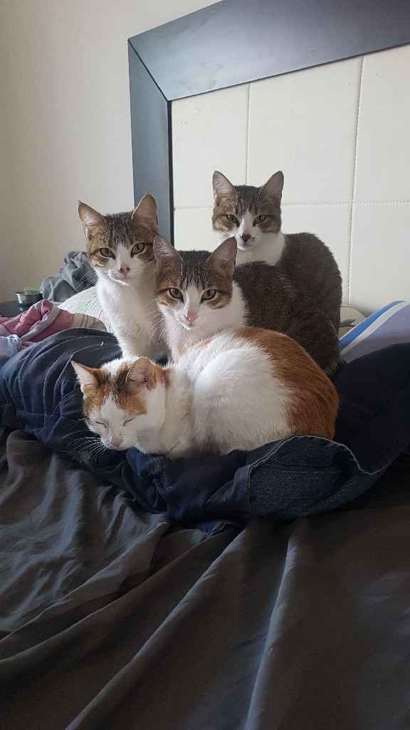 🐱 ¿Adoptarán alguna mascota cuando se casen? 🐶 - 1