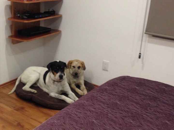 Mi kesha no es una mascota es un integrante mas de la familia y ya tiene su vestido - 1