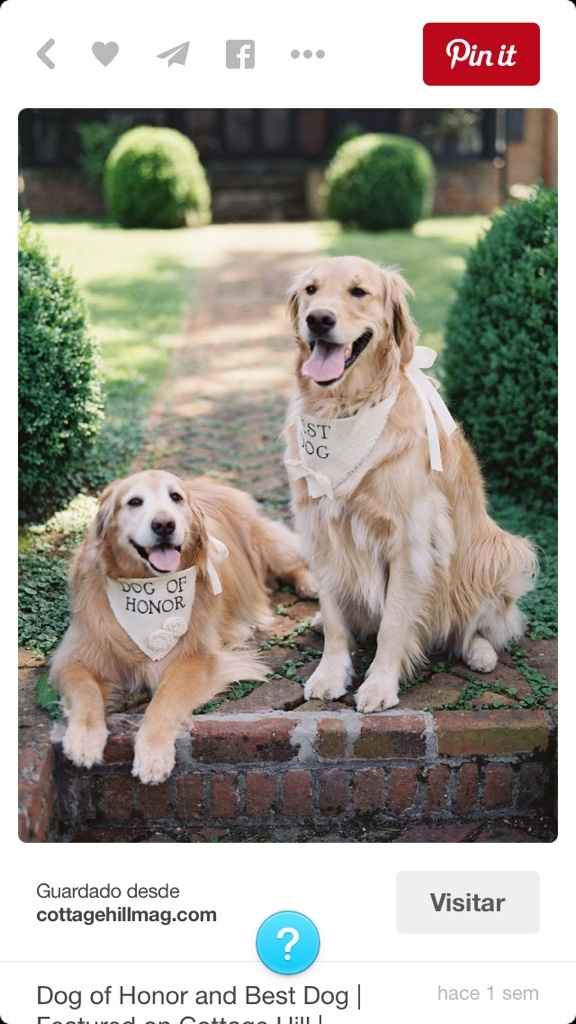 Mi kesha no es una mascota es un integrante mas de la familia y ya tiene su vestido - 2