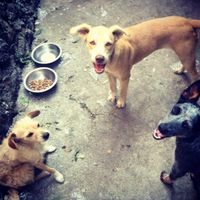 La foto de tu mascota! - 1