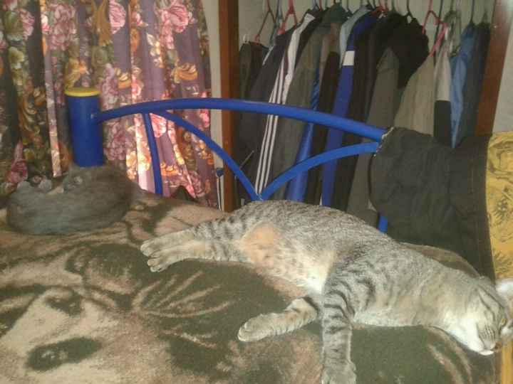 La foto de tu mascota! - 1