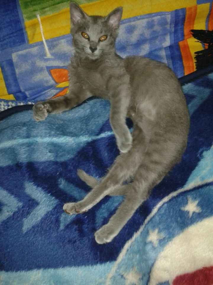 La foto de tu mascota! - 1