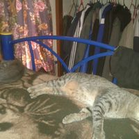 La foto de tu mascota! - 1