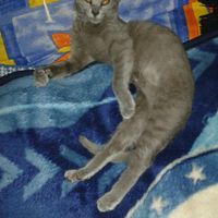 La foto de tu mascota! - 1